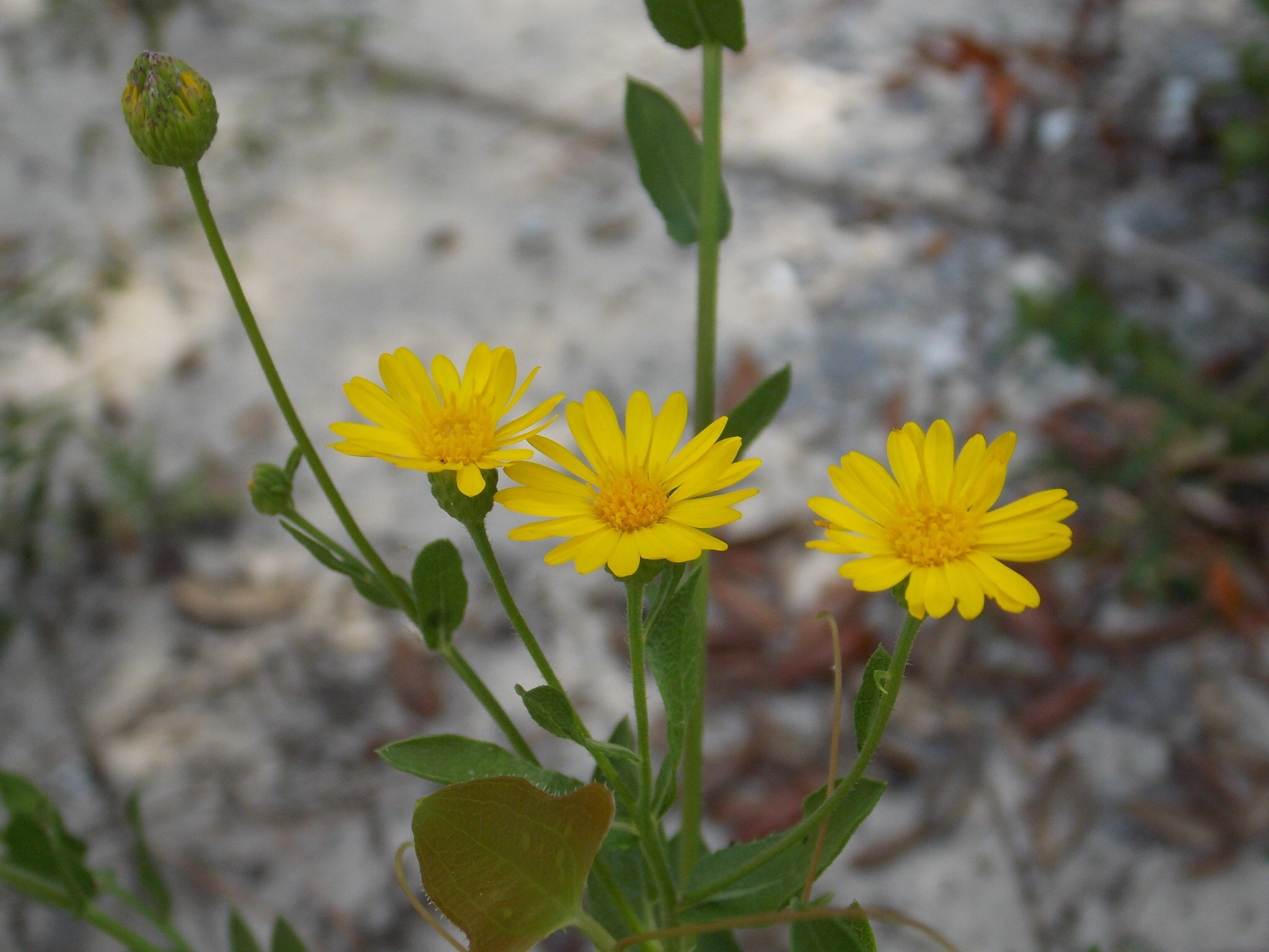 Heterotheca subaxillaris ssp. subaxillaris
