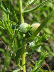 Rhopalomyia gemmaria