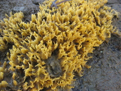 Ciocalypta polymastia