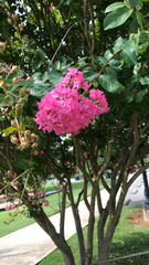 Lagerstroemia indica