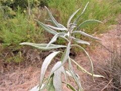 Artemisia douglasiana