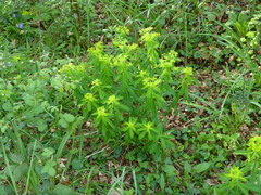 Euphorbia hyberna