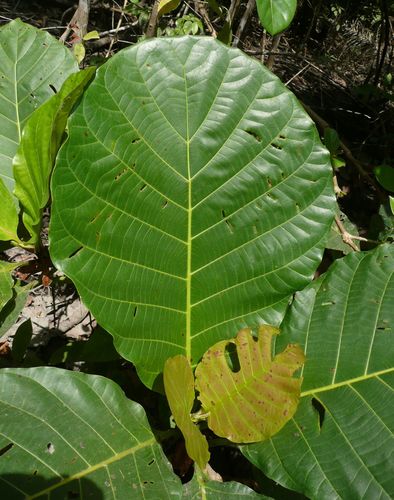 Mitragyna ledermannii