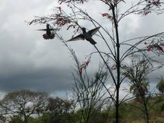 Campylopterus largipennis