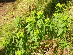 Euphorbia hyberna