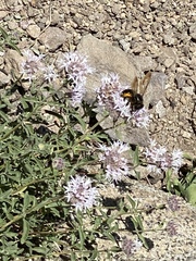Xylocopa californica californica