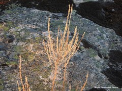 Anarrhinum bellidifolium