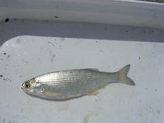Hiodon alosoides