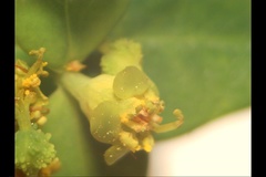 Euphorbia hyberna