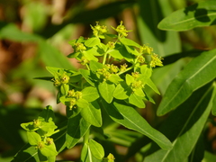 Euphorbia hyberna