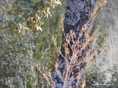 Asphodelus serotinus