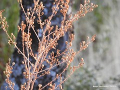 Asphodelus serotinus