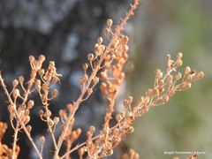 Asphodelus serotinus