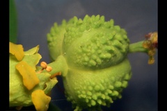Euphorbia hyberna