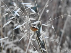 Lycaena bleusei