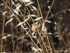 Lycaena bleusei