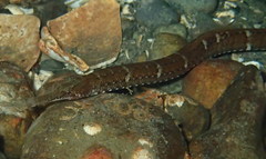 Syngnathus californiensis