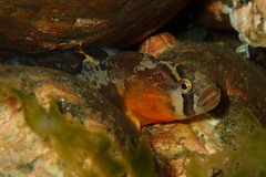 Pholis ornata