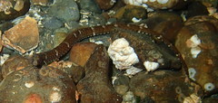 Syngnathus californiensis