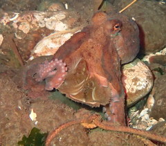 Octopus rubescens