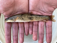 Pantosteus discobolus