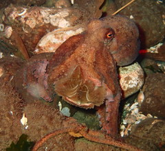 Octopus rubescens