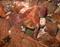 Octopus rubescens