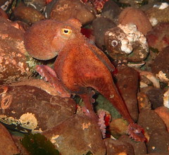 Octopus rubescens
