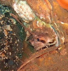 Nautichthys oculofasciatus