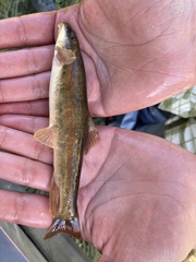 Pantosteus platyrhynchus