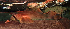 Nautichthys oculofasciatus