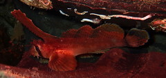 Nautichthys oculofasciatus