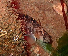 Pholis ornata