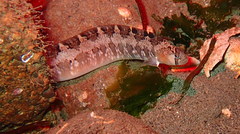Pholis ornata