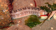 Pholis ornata