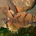 Sailfin Sculpin - Photo (c) Sara Thiebaud, some rights reserved (CC BY-NC), uploaded by Sara Thiebaud