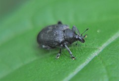 Hyperinae