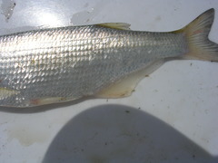 Hiodon alosoides