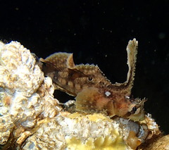Nautichthys oculofasciatus