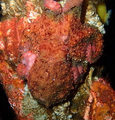 Octopus rubescens