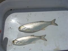 Hiodon alosoides