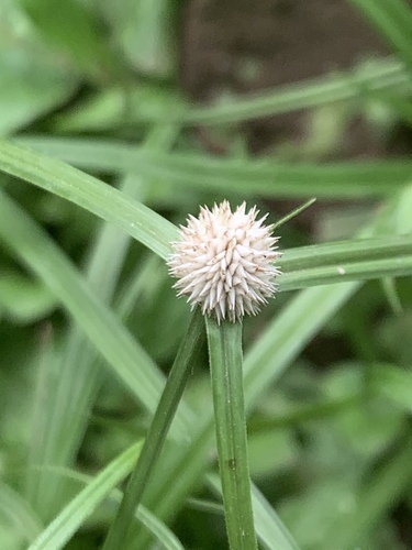 Cyperus mindorensis