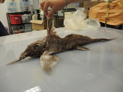 Narrownose Chimaera photo 4