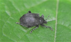 Hyperinae