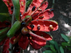 Xylopia aethiopica image