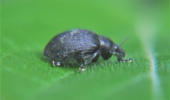 Hyperinae