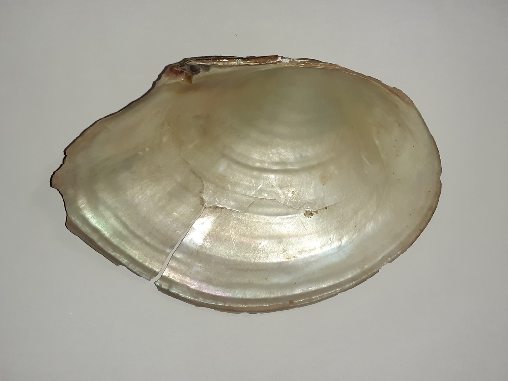 Chinese Pond Mussel, photo 1 of 9