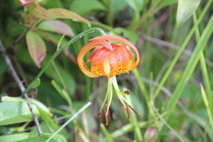 Lilium michauxii
