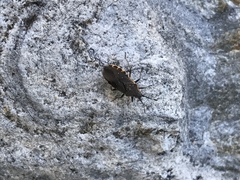 Catorhintha apicalis