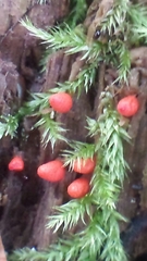 Lycogala conicum